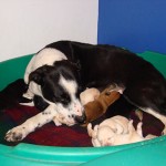 Annie nursing pups 