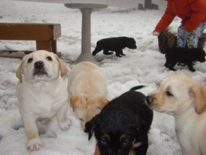pups in the snow