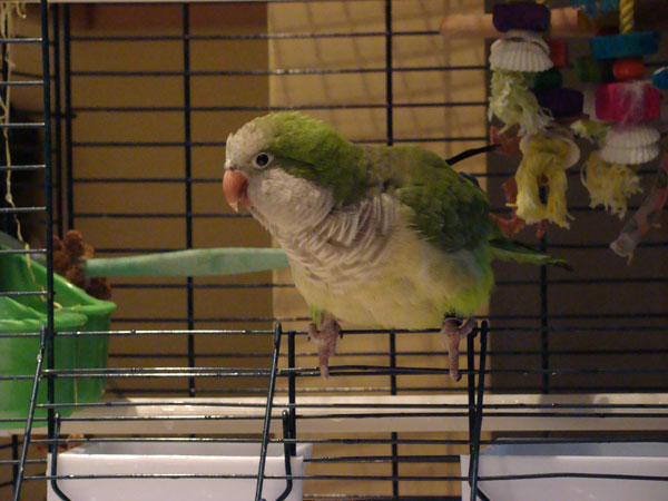 Meet Franklin Meet Franklin