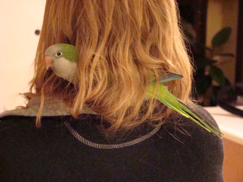 Franklin nesting in Kristin's hair