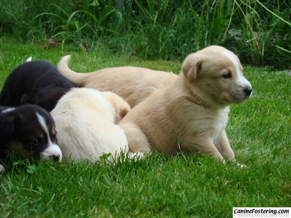 Pups 5/23/2009