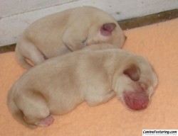 curled up pups