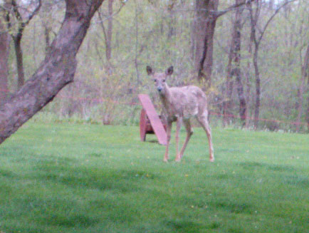 A deer in the yard (not the one in the story)