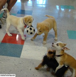 puppy play time1 more Petco puppy playtime