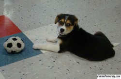 puppy play time puppy play time