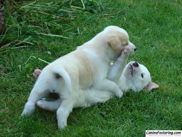 pups at play