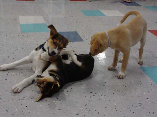 Koda and friends at Puppy Playtime!