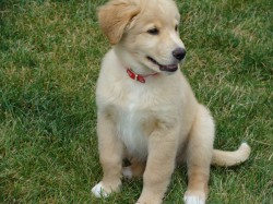 Koda Koda
