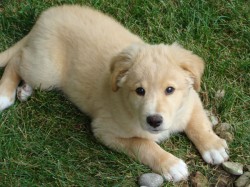 Koda the puppy Koda (formerly Aster)