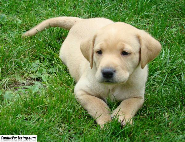 yellow lab golden retriever mix puppies. Golden Retriever/Labrador