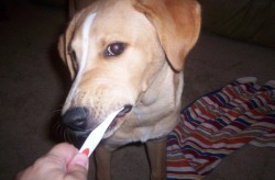 brushing doggy teeth