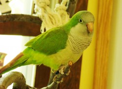 our parrot Franklin