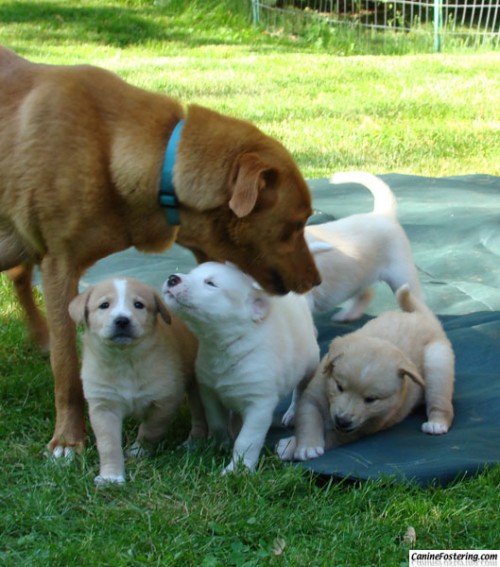 Chloe & pups, May 2009