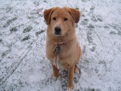Koda likes the snow