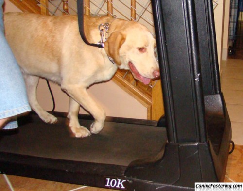 Otis works off the highlife on the treadmill