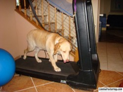 Otis likes the treadmill