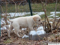 Ginger (Ani) as a puppy Ginger (Ani) as a puppy