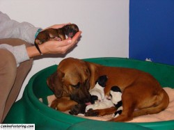 Greta & her 8-hour old puppies