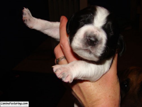 handful of puppy
